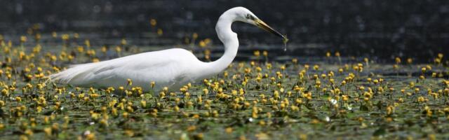 Skriveni raj između Beograda i Novog Sada: Jedan od najlepših ritova uz Dunav krije prizor koji ne očekujete