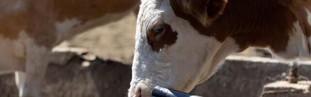 Treba li manje hraniti krave kako ne bi bilo viška mleka u Srbiji