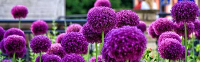 Najlepša biljka za uzgajanje u bašti! Zovu je BAŠTENSKA RADOST (FOTO)