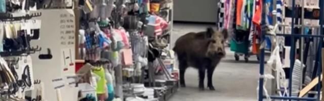 DIVLJA SVINJA ZALUTALA U TRŽNI CENTAR, PA ISPREPADALA LJUDE: "Uspavljivanje nije bilo moguće" (VIDEO)