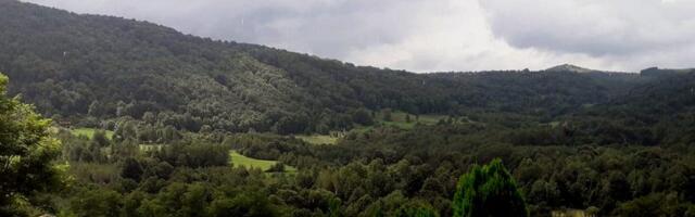 Svetski dan šuma: Gde Srbija ima puno, a gde premalo drveća?