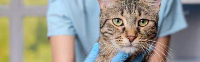 Svaka sekunda je važna: Anafilaksa kod mačke, nagla i opasna alergijska reakcija koja zahteva hitnu pomoć