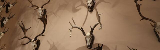 Pokrajina za razvoj lovstva u Vojvodini daje 131,7 miliona dinara: U toku konkurs