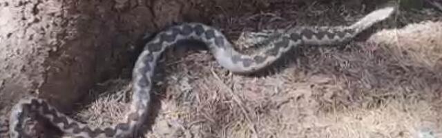Beograđani u šoku od prizora: ZMIJURINA luta prestonicom, kruži JEZIVA FOTOGRAFIJA!