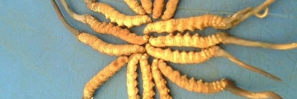 Najskuplji parazit na svetu