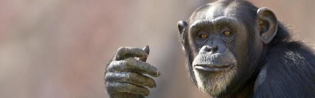 Devojci ispao telefon u zoološkom vrtu, a kad vidite šta je šimpanza uradila sa njim... (VIDEO)