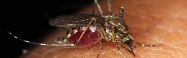 Jesu li komarci najopasnija stvorenja na svetu?
