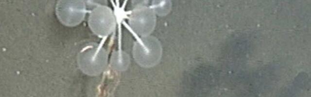 Najnoviji horor u dubokom moru: Mesožderski sunđeri u obliku smrtonosnih loptica