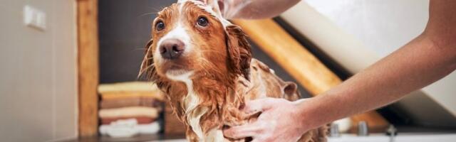 Greška posle kupanja psa koju svi prave: Završava se bolnom kožnom infekcijom - vodite računa