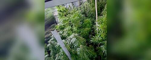 DETALJI POLICIJSKE AKCIJE U BARAJEVU! ZAPLENJENO 10 KG I JOŠ 80 SAKSIJA MARIHUANE: Razotkrivena prava laboratorija droge, oglasio se MUP