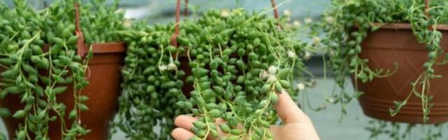 Spas za dom: Biljka koja donosi novac i sreću - uspeva i početnicima (FOTO)