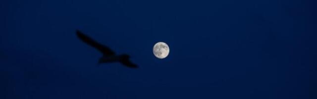 Krajem meseca na nebu iznad Srbije biće pravi spektakl! Redak fenomen moći će da se vidi golim okom baš na ovaj dan