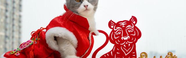 Mačke u drevnoj Kini: Pre dolaska u novi dom, dobijale verenička pisma i poklone, uz posebne bračne rituale