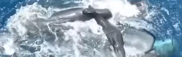 PRVI PUT U ISTORIJI SNIMLJEN POROĐAJ KITA: Naučnici u šoku zbog jedne stvari - ove životinje imaju "BABICE"  (VIDEO)