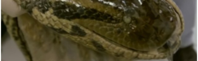 Naučnici tvrde da ljudi imaju gene koji podržavaju proizvodnju oralnog otrova, da li on proradi kada smo besni?