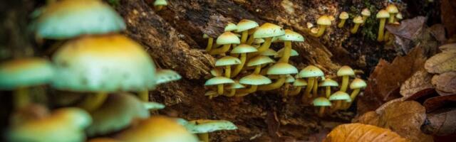 Lista čekanja za probu “magičnih pečuraka”