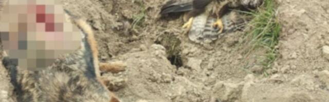 NASTAVLJA SE TROVANJE PTICA U VOJVODINI! U ataru Sremske Rače pronađene uginule zaštićene vrste!