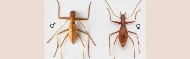 Naučnici u Đerelarskoj pećini pronašli novu vrstu insekta