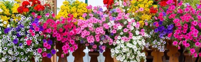 Svoje cveće zaliva jednim napitkom i uvek ima najlepšu terasu: Biljke cvetaju KAO LUDE