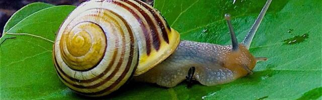 Puževe iz Srbije serviraju u elitnim restoranima Evrope: Sakupljači kažu da na njima zarade bogatstvo