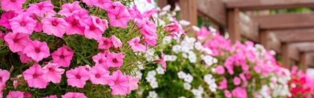 Bujne i raskošne petunije celo proleće i leto: Sipajte ovo u zemlju i imaćete cvetne grozdove