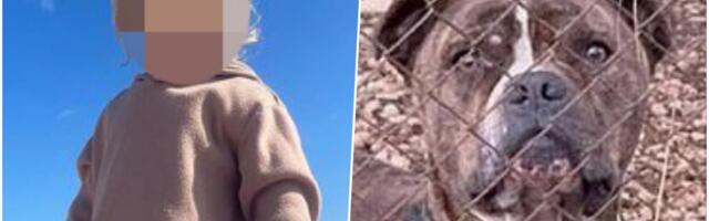 LOVCI PUCALI I UPLAŠILI PITBULA, ON RASTRGAO DEČAKA (2)! Majka i otac bespomoćno gledali HOROR koji se odvijao pred njima! (FOTO/VIDEO)