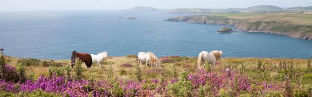Na ovom ostrvu žive samo 3 osobe: Ima 100 puta više stoke, nema struje i automobila, a sada nudi dobro plaćen posao i besplatan smeštaj