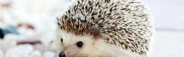 ​Немачка: позив на забрану коришћења косилица ноћу, ради заштите јежева