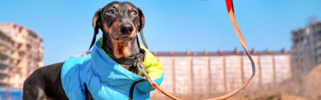 Poljska diže dronove sa termalnim kamerama da od smrzavanja spasi pse koji su napolju vezani na lancu