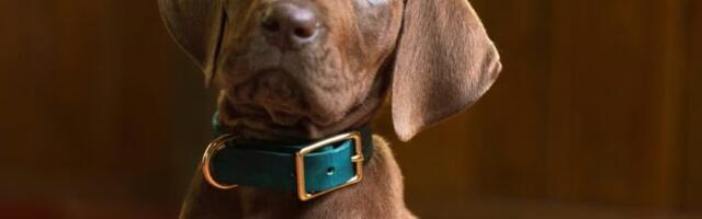 Netflix otkrio prve kadrove serije „Scooby-Doo: Origins“ i vraća nas na početak najveće misterije