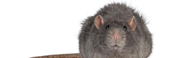 Miševi i pacovi ih mrze, pobacajte ovo po dvorištu i oni će pobeći kao kuga: Prirodna zamka za štetočine