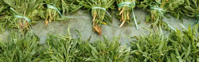 Ovu biljku možete da gajite na terasi, a zarada je ogromna: Među Srbima vlada pomama, ne pitaju koliko košta