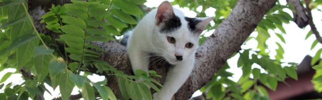 Mala mačka provela ceo dan zarobljena na drvetu: Uplašenoj životinji u pomoć priskočili Željko i Vladimir