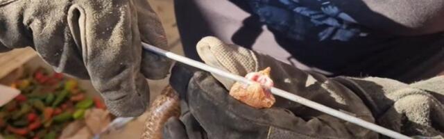 ČUDO NA BALKANU: Otac i sin u prirodi slučajno pronašli nezapamćeno gnezdo OVE ŽIVOTINJE