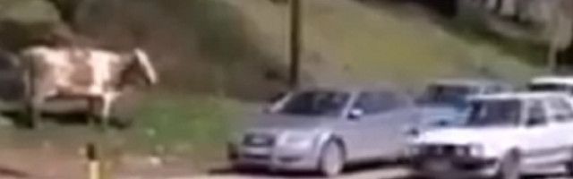 Krava šetala beogradskim ulicama, ali ljudi su više u drugi detalj na snimku (VIDEO)