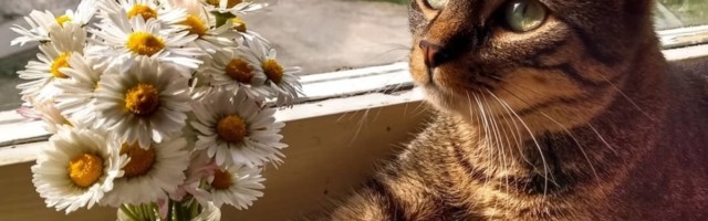 U vijetnamskom kafiću uz kafu se može dobiti i mačka