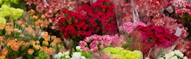 KARANFIL je simbol 8. marta: Evo kakvu SIMBOLIKU nosi i zašto je toliko posebno za Dan žena u Srbiji