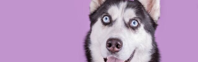 Vlasnica iz Majamija oduševila svet: Evo kako doziva psa bez izgovaranja imena, snimak ima 14 miliona pregleda