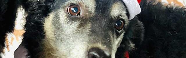 Udomi, ne kupuj: Prošlo je pet dugih godina, a još niko nije pitao za lepoticu Lisu