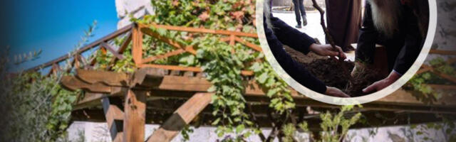 ČUDOTVORNA LOZA SVETOG SIMEONA MIROTOČIVOG RAĐA SAMO NA HILANDARU I U PODGORICI: Brojna su svedočanstva o isceljenjima uz pomoć ovog svetog grožđa