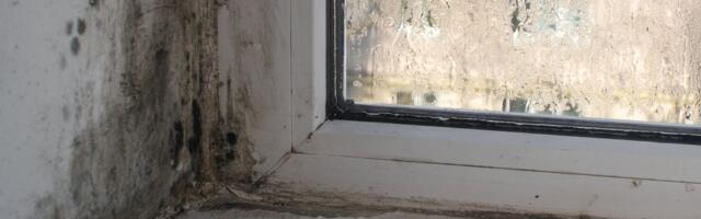 Zaboravite na buđ i vlagu: Jednostavna jutarnja navika koja čuva vaše zidove i zdravlje