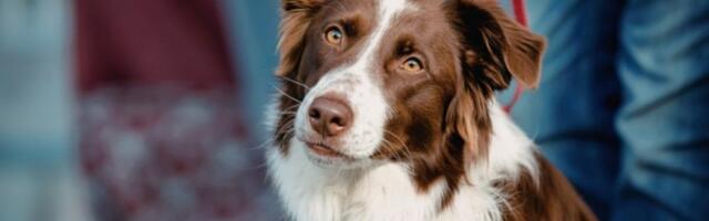 5 tipova ljudi koji nikada ne bi trebali da imaju psa: Donose im samo stres i patnju