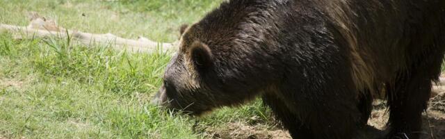 MEDVED UBIO ŽENU, ŠČEPAO JE DOK JE TELEFONOM RAZGOVARALA SA SINOM! Hitna službe zatekle ZASTRAŠUJUĆ PRIZOR