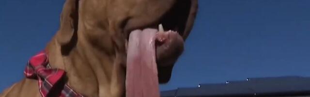 VIDEO: Pas Ozi je novi rekorder - ima najduži jezik na svetu