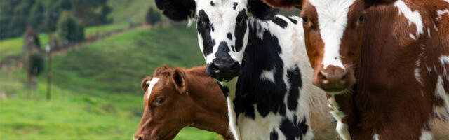 Kina klonira “super krave”