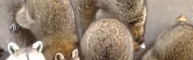 Kalifornijsku banku opljačali su - RAKUNI