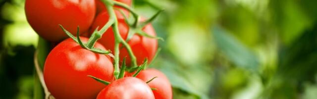 Prirodno đubrivo za obilan rod paradajza: Imaćete sočne plodove sve do jeseni