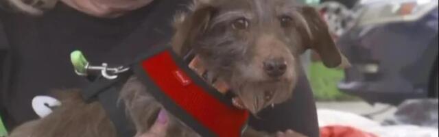 Nestao pre 5 godina, a onda su ga pronašli na drugom kontinentu: Jedna stvar bila je presudna da se ujedini sa porodicom