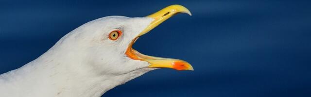 VIDEO:  Fudbaler u Istanbulu tokom utakmice spasao galeba kog je udarila lopta