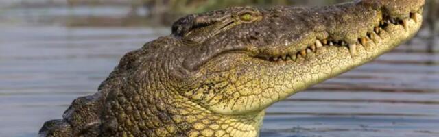 U stomaku australijskog fosila pronađen dinosaurus